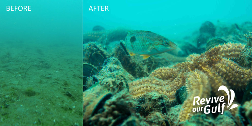 Mussel reef restoration - Before and After