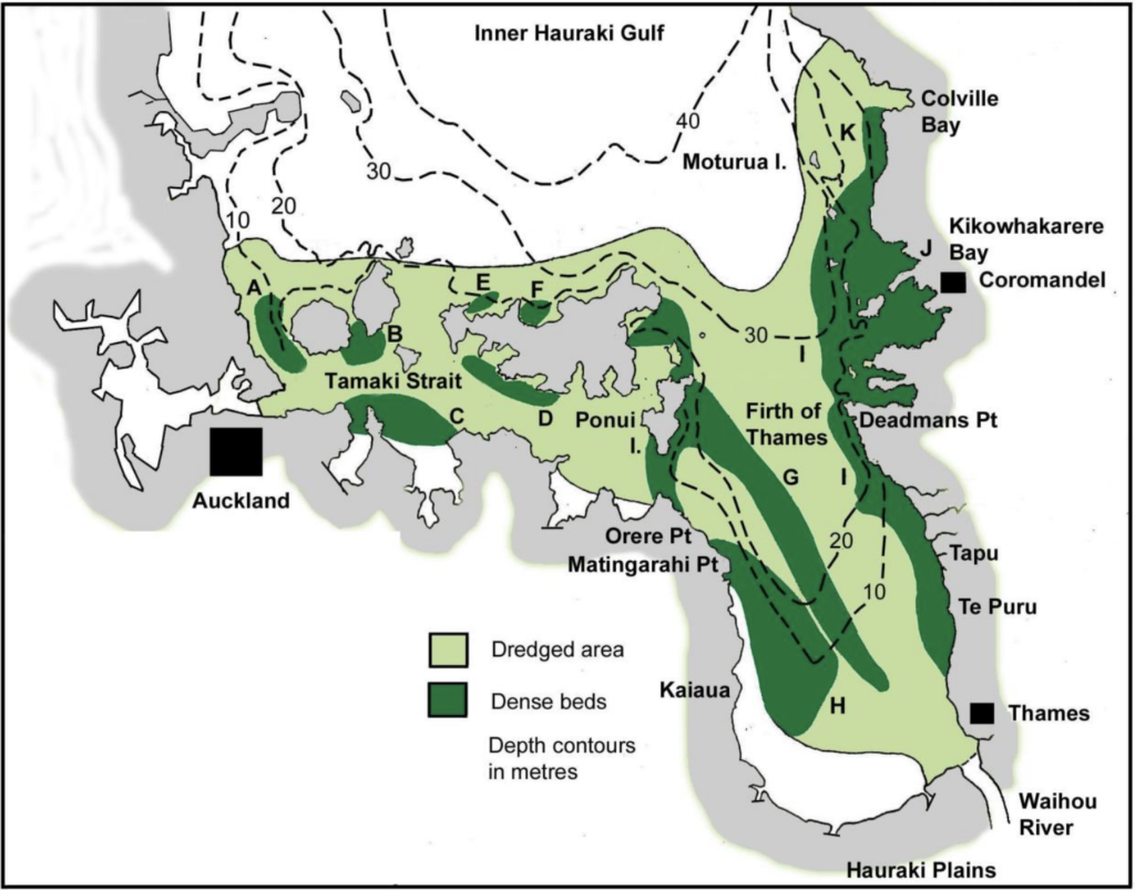 Map of the historical mussel beds of the inner Hauraki Gulf and the Firth of Thames