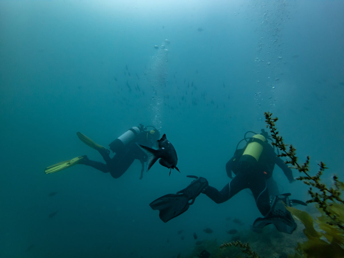 SCUBA divers