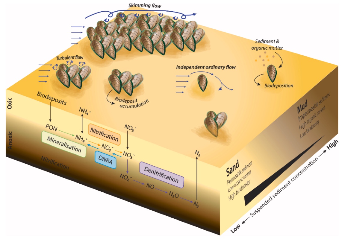 Mussels and the nutrient cycle