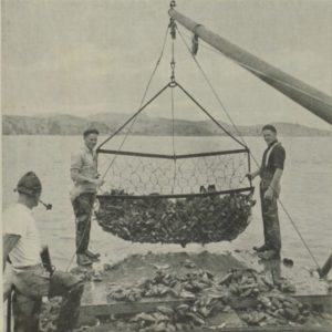 Historical mussel dredge